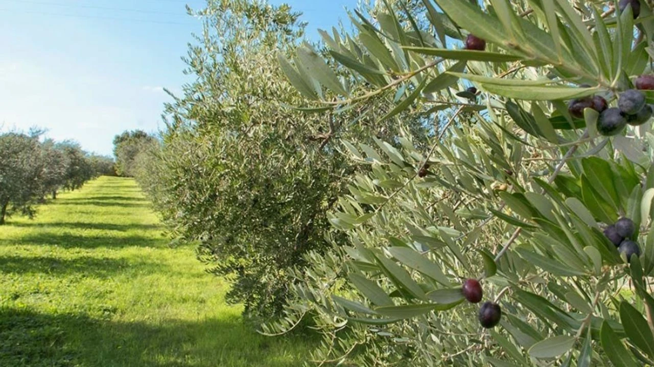 Aydında mahkeme duyurdu: İncir ve zeytin bahçesi kısa süre bu rakama satılacak