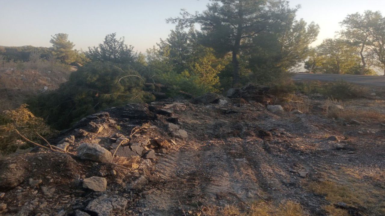 Çine'de Ağaç Katliamı2