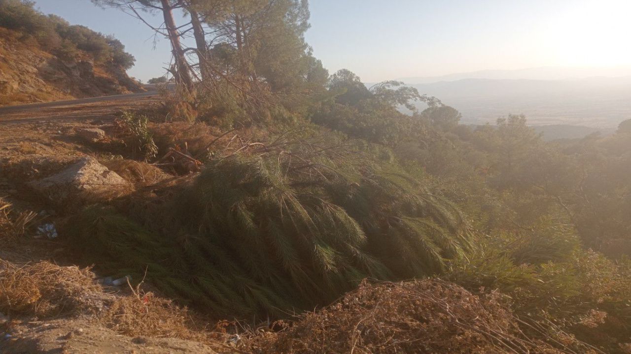 Çine'de Ağaç Katliamı3
