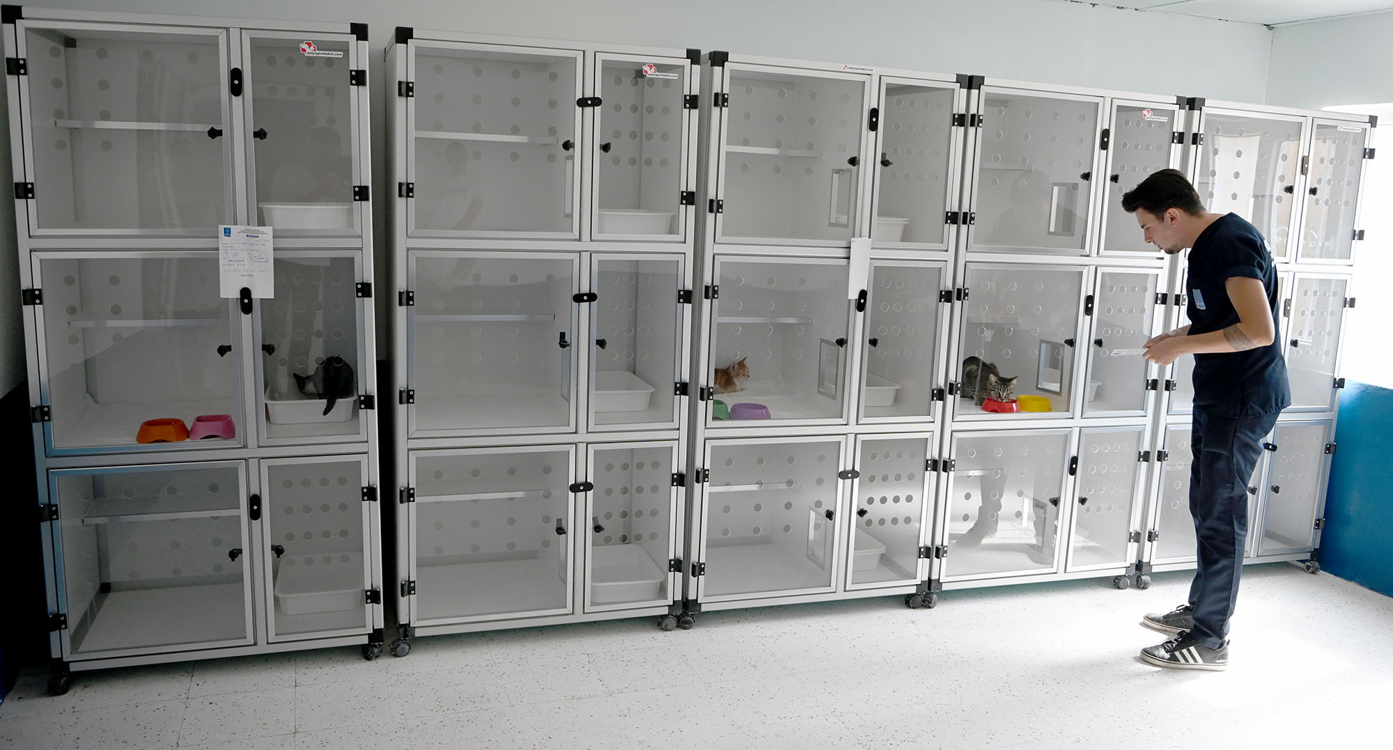 Davutlar Kedi Kisirlastirma (2)