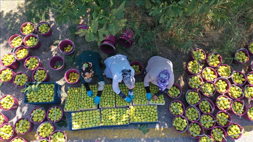 Aydın'da incir hasadı ne zaman