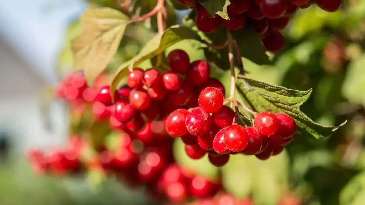 5Faba4Feadcdeb1D880E0F89