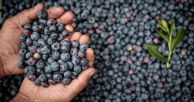 Aydın’da Bu Meyveyi Eken Para Basıyor! 20 Yıl Boyunca Gelir Getiriyor… (1)-1