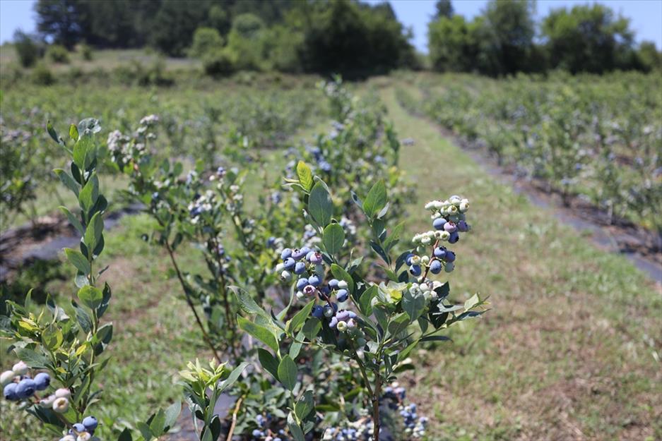 Aydın’da Bu Meyveyi Eken Para Basıyor! 20 Yıl Boyunca Gelir Getiriyor… (1)