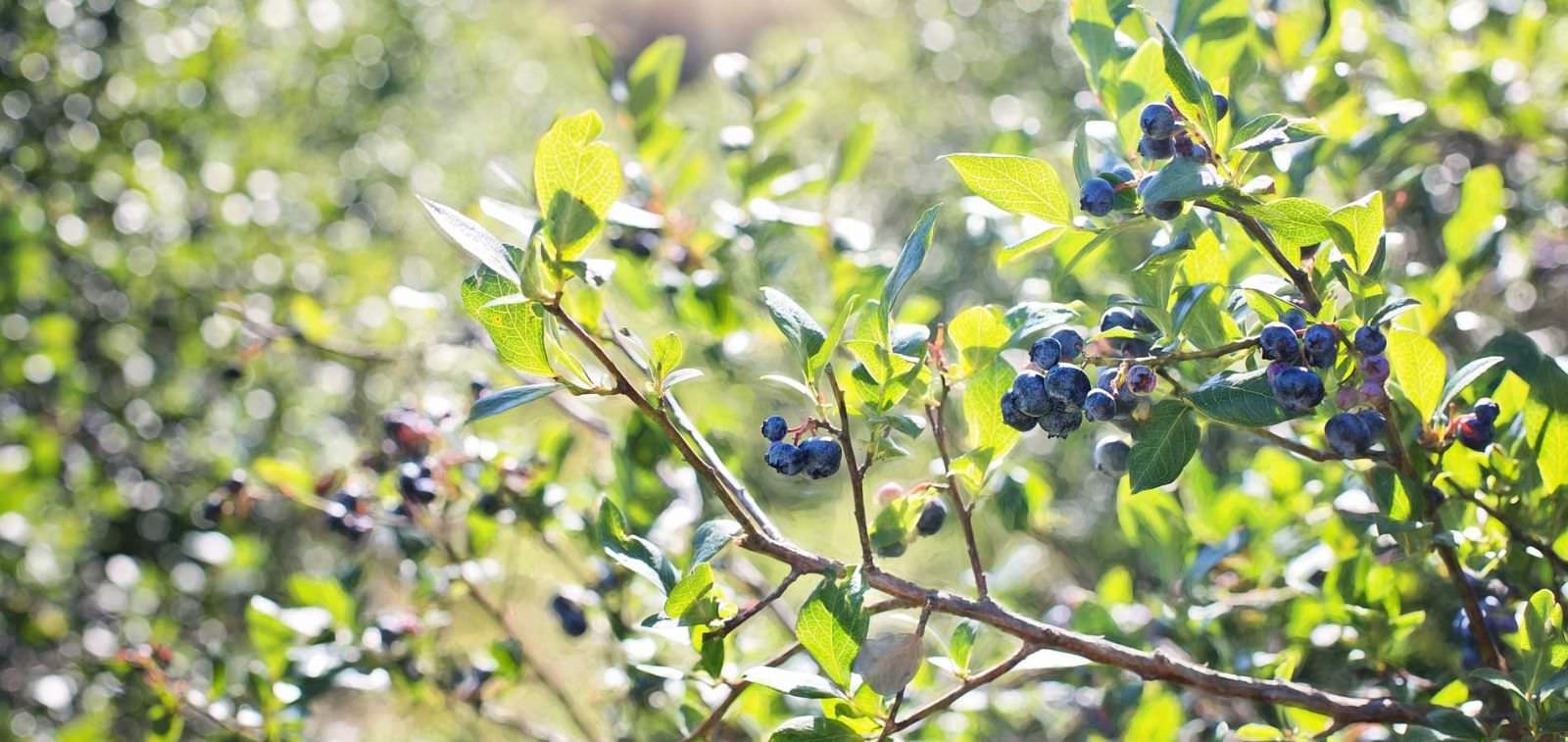 Aydın’da Bu Meyveyi Eken Para Basıyor! 20 Yıl Boyunca Gelir Getiriyor… (2)-1