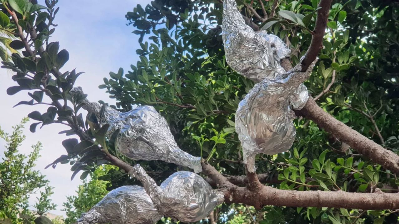 Aydın’da Üreticilere Sakız Ağacı Yetiştiriciliği Konusunda Uygulamalı Eğitim2