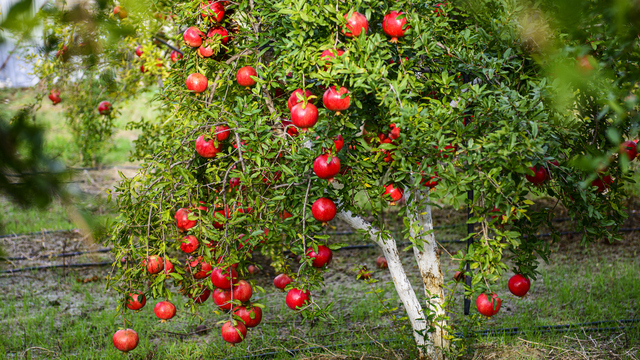 Aydınlı Çiftçiler Bu Meyveyi Ekip Bir Yılda Zengin Oluyor! (1)