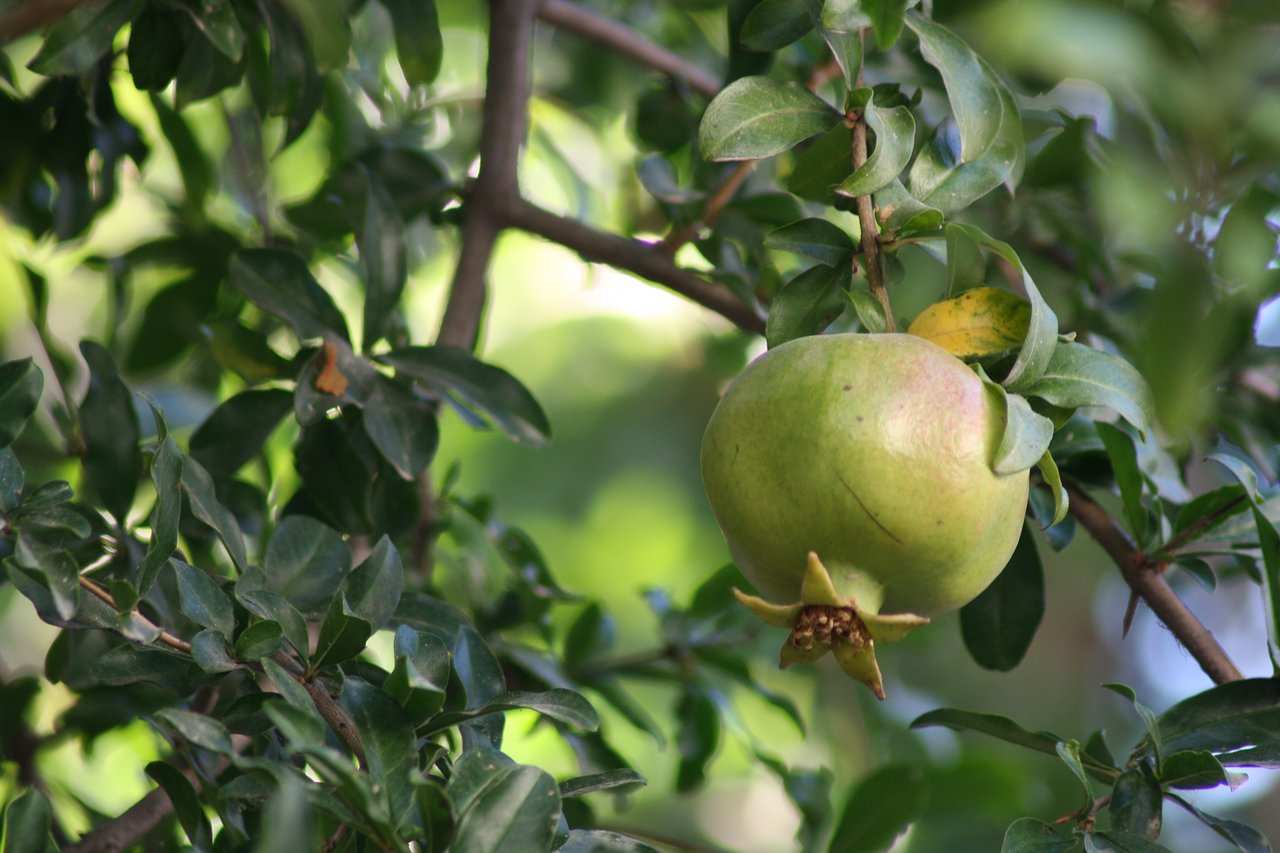 Aydınlı Çiftçiler Bu Meyveyi Ekip Bir Yılda Zengin Oluyor! (2)