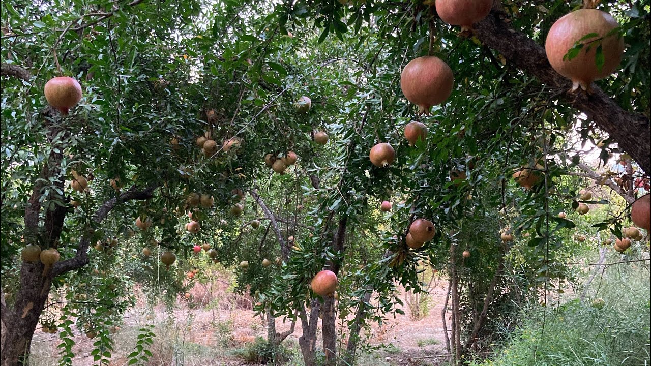 Aydınlı Çiftçiler Bu Meyveyi Ekip Bir Yılda Zengin Oluyor! (7)