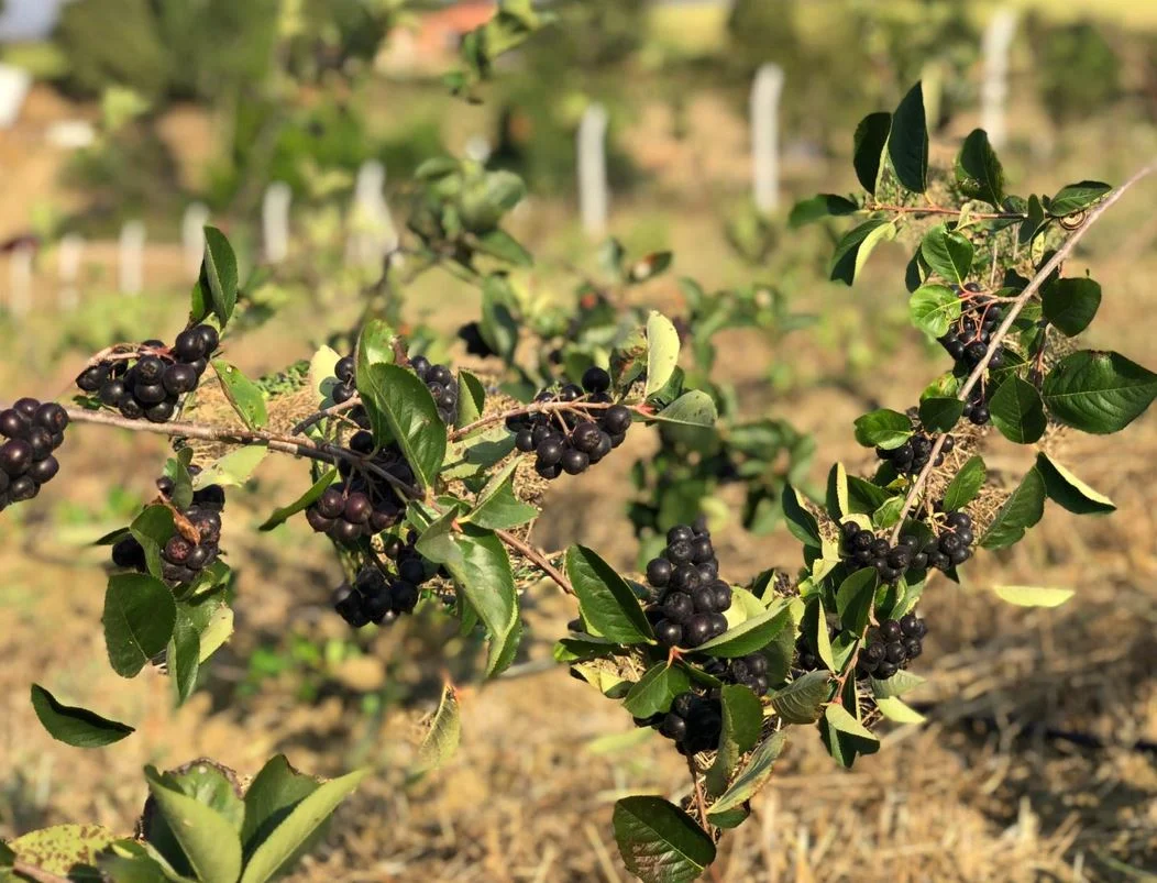 Çiftçiler Evlerini Satıp Bu İşe Giriyor Yüksek Kazanç İçin Sır Bu Meyvede