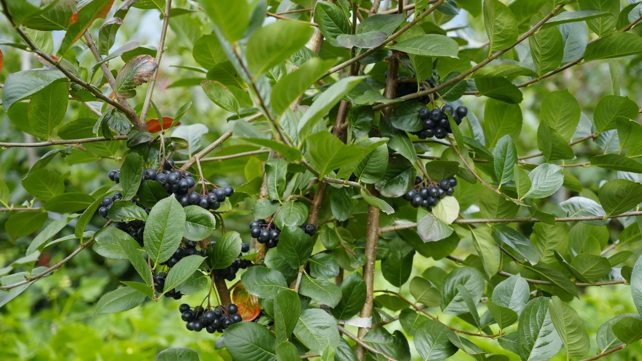 Çiftçiler Evlerini Satıp Bu İşe Giriyor Yüksek Kazanç İçin Sır Bu Meyvede!1