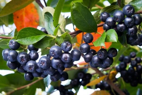 Çiftçiler Evlerini Satıp Bu İşe Giriyor Yüksek Kazanç İçin Sır Bu Meyvede!2