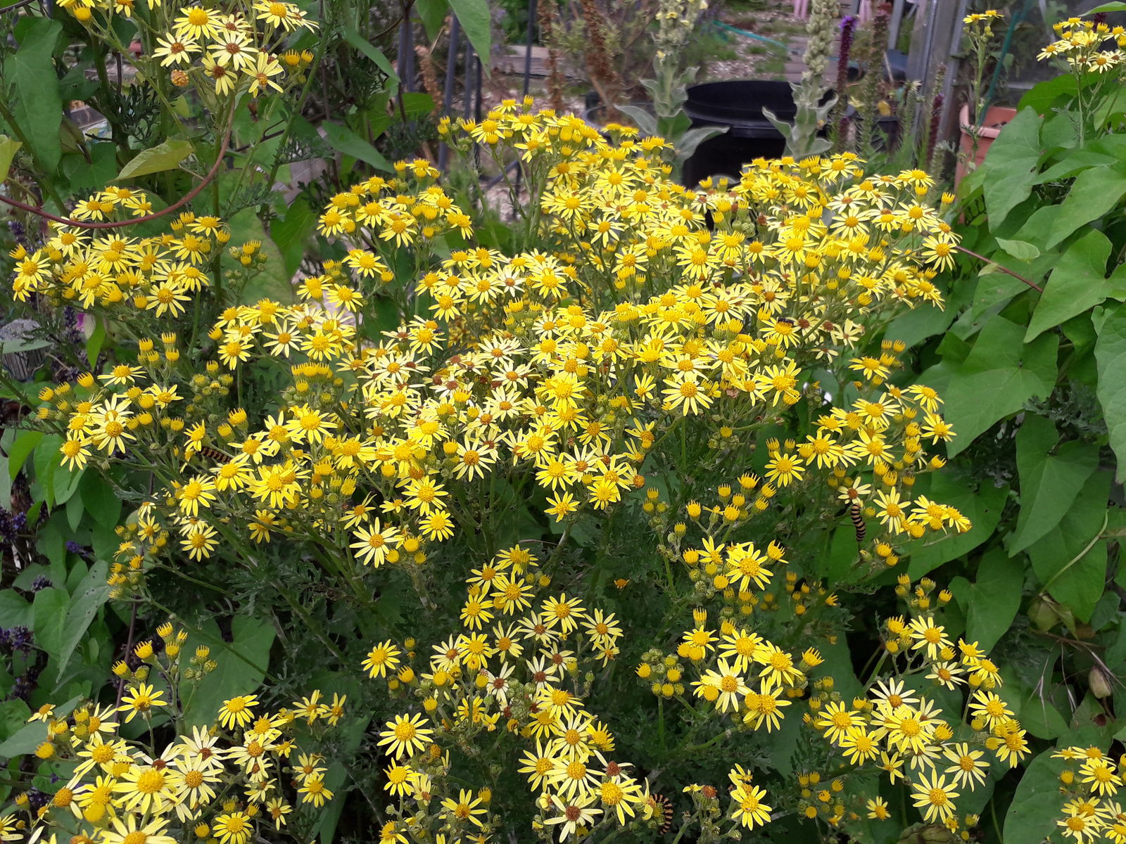 Edb9Decc621D11E871C5Cd728B7De03B