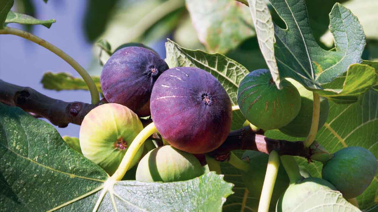 İnciri Bir Daha Asla Taze Tüketmeyeceksiniz! (2)-1