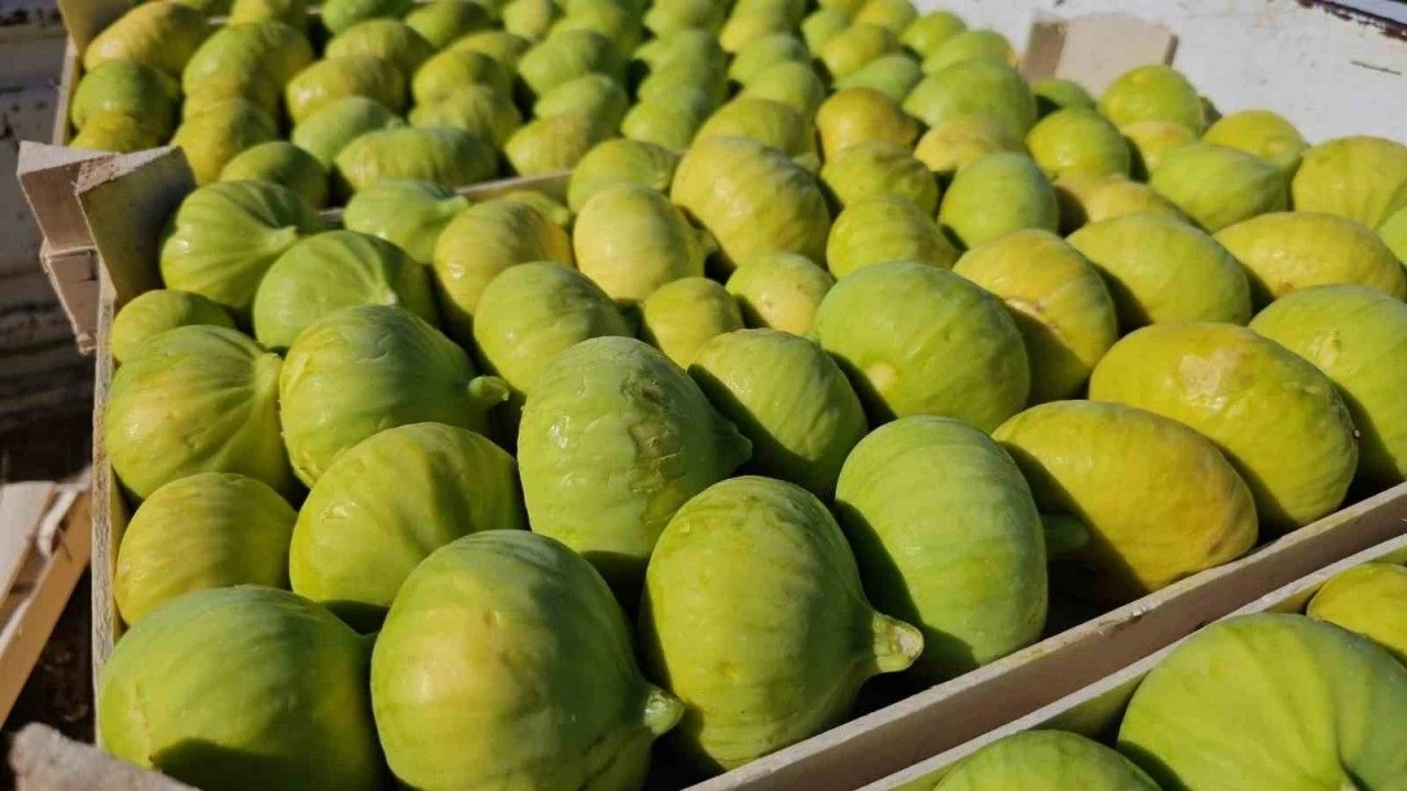 İnciri Bir Daha Asla Taze Tüketmeyeceksiniz!