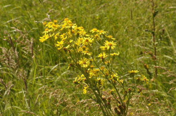 Istockphoto 1705561513 612X612