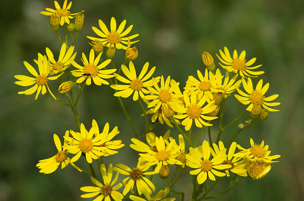 Istockphoto 521667017 612X612