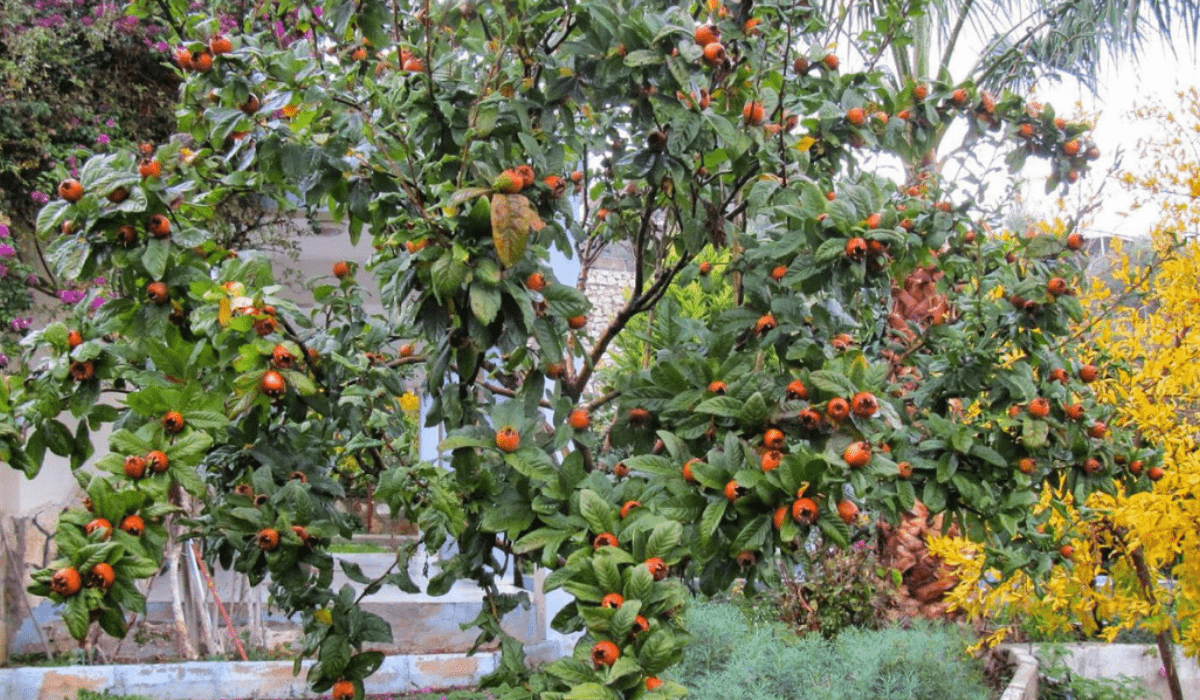 Musmula Nedir Cesitleri Ozellikleri Faydalari Nelerdir