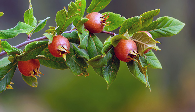 Muşmula Nedir Faydaları Ve Zararları Nelerdir Hangi Rahatsızlıklara İyi Gelir
