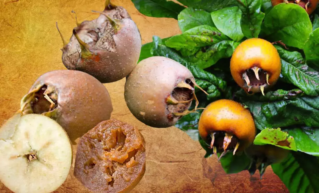 Musmulanin Faydalari Nelerdir Musmula Cayi Nasil Yapilir Musmula Cekirdeginin Faydasi Nedir 1643110667 818