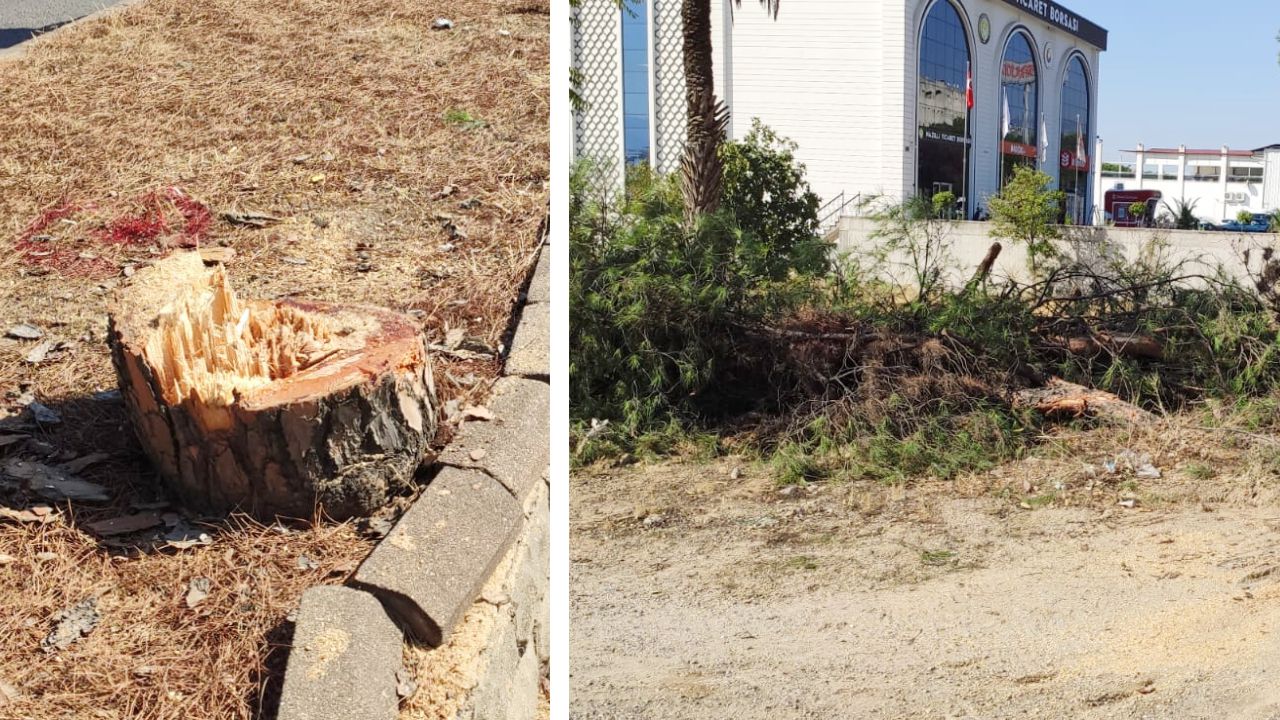 Nazilli'de Üst Geçit Çalışması Başladı2