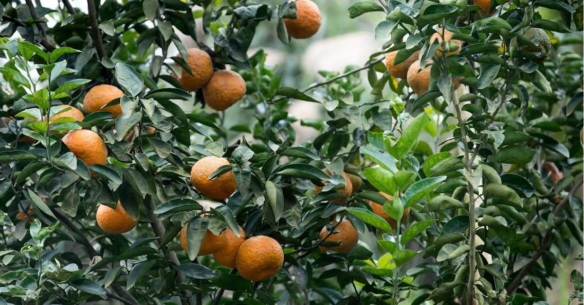 Raflarda Turuncu Mandalina Dönemi Kapandı! Uzmanlar Gerçeği Açıkladı (1)