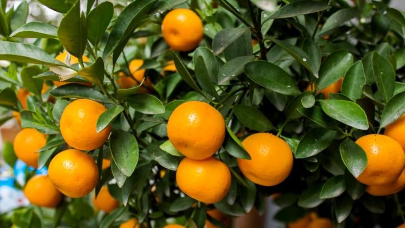 Raflarda Turuncu Mandalina Dönemi Kapandı! Uzmanlar Gerçeği Açıkladı (2)