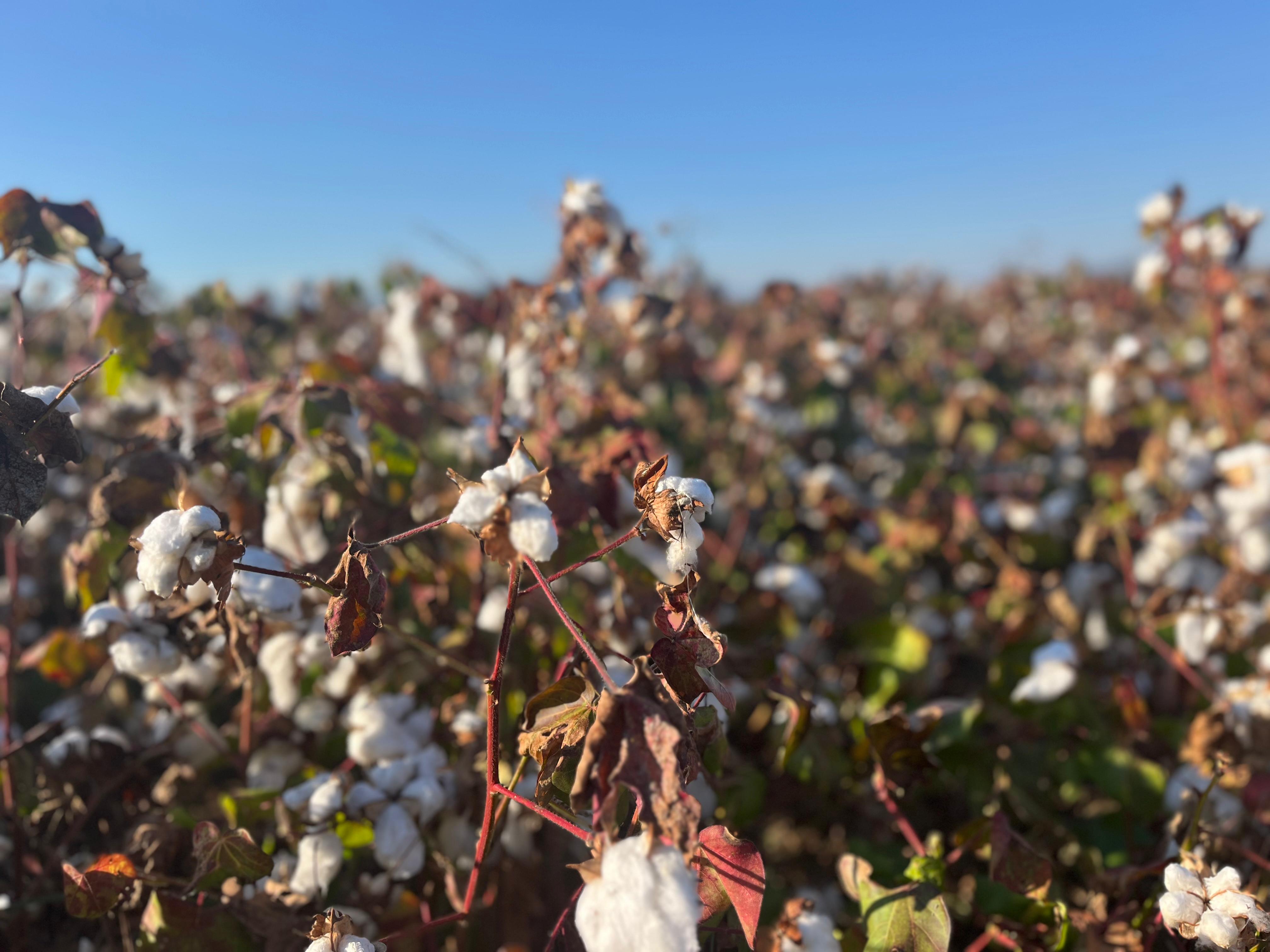 Whatsapp Image 2025 10 12 At 14.52.45