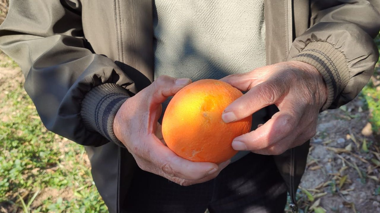 Atçalı Portakal Üreticisi Zorda2