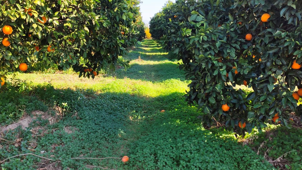 Atçalı Portakal Üreticisi Zorda3