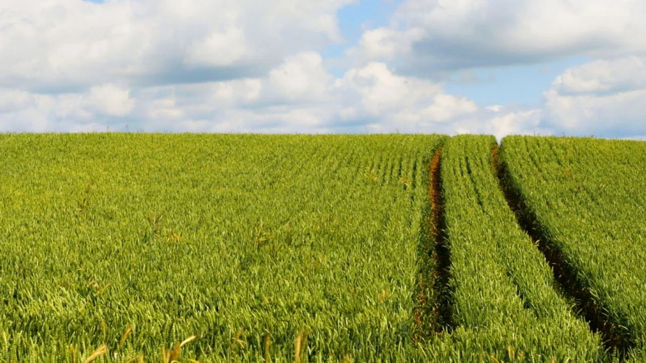 Aydın'da Dev Tarım Alanı Arabadan Ucuza Satışta!