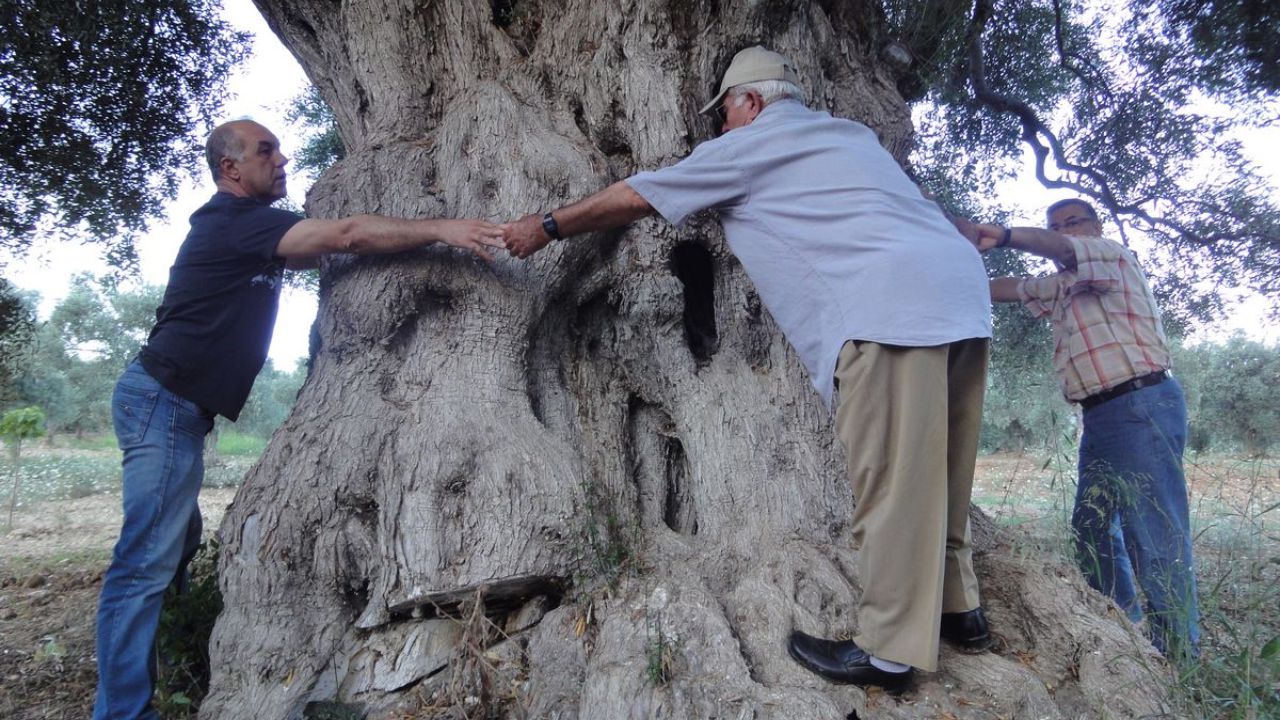 Kuşadası’ndan Güçlü Çağrı “Ölmez Ağacı Koruyun” 1