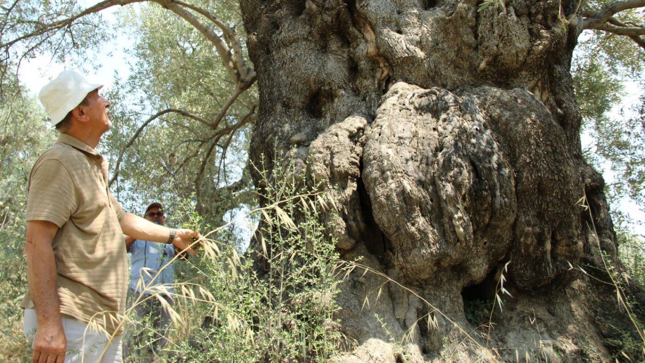 Kuşadası’ndan Güçlü Çağrı “Ölmez Ağacı Koruyun” 2