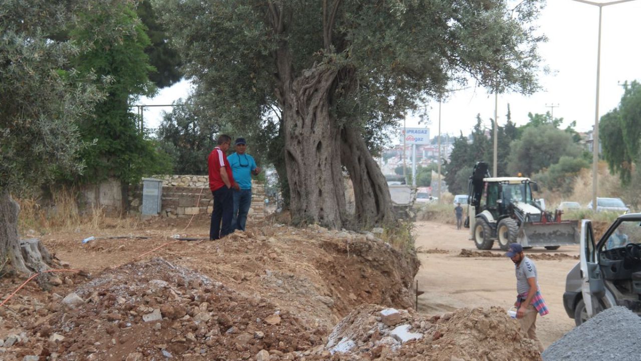 Kuşadası’ndan Güçlü Çağrı “Ölmez Ağacı Koruyun” 3