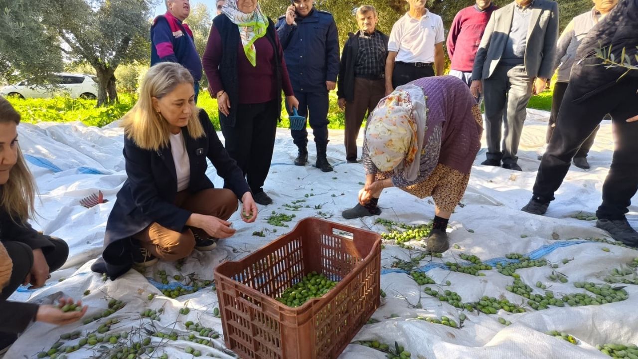 Nazillli'de Zeytin Bereketikaymakam Kan Hasada Katıldı12, (2)