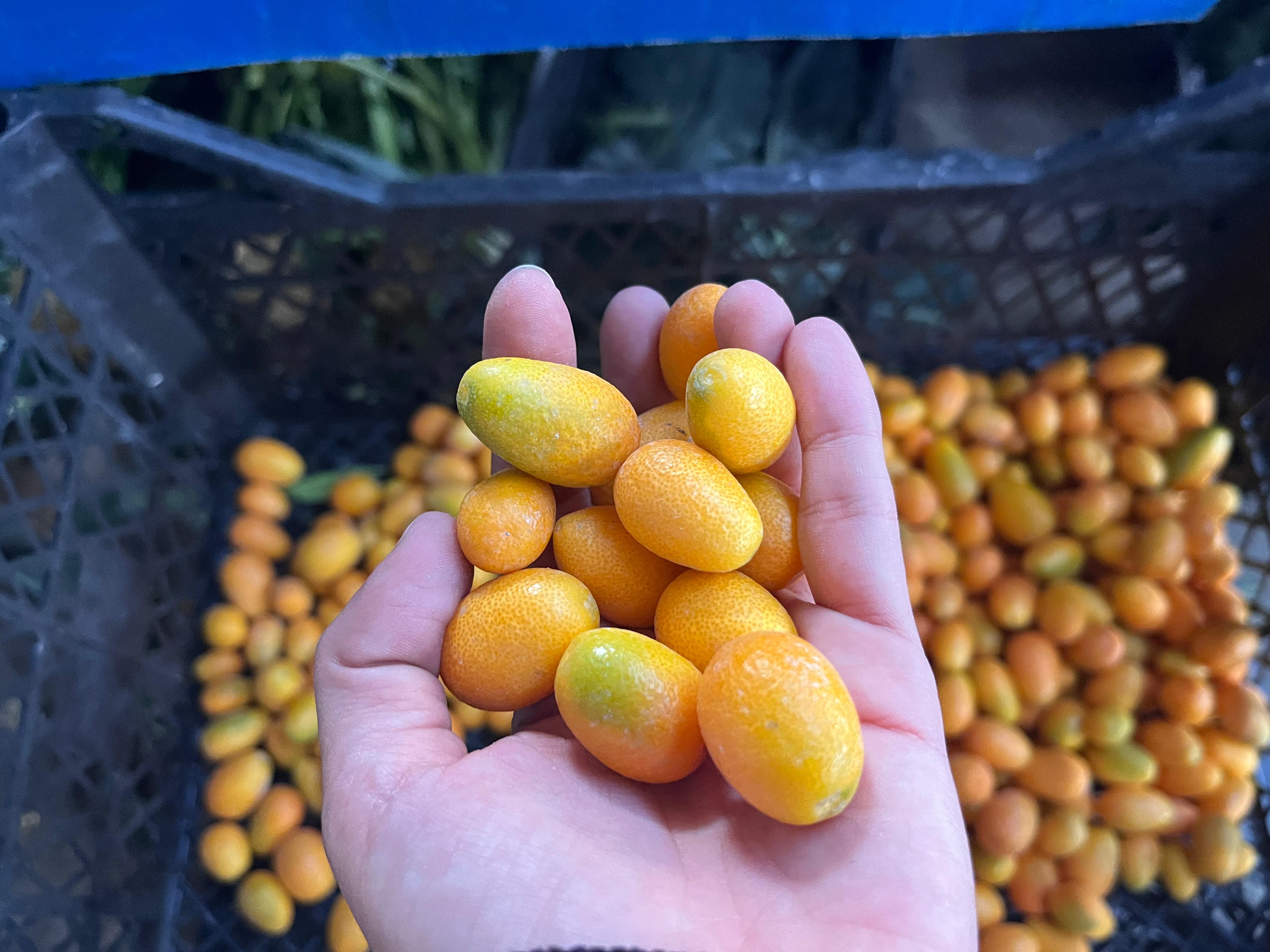 Whatsapp Image 2025 11 30 At 18.30.11 (1)