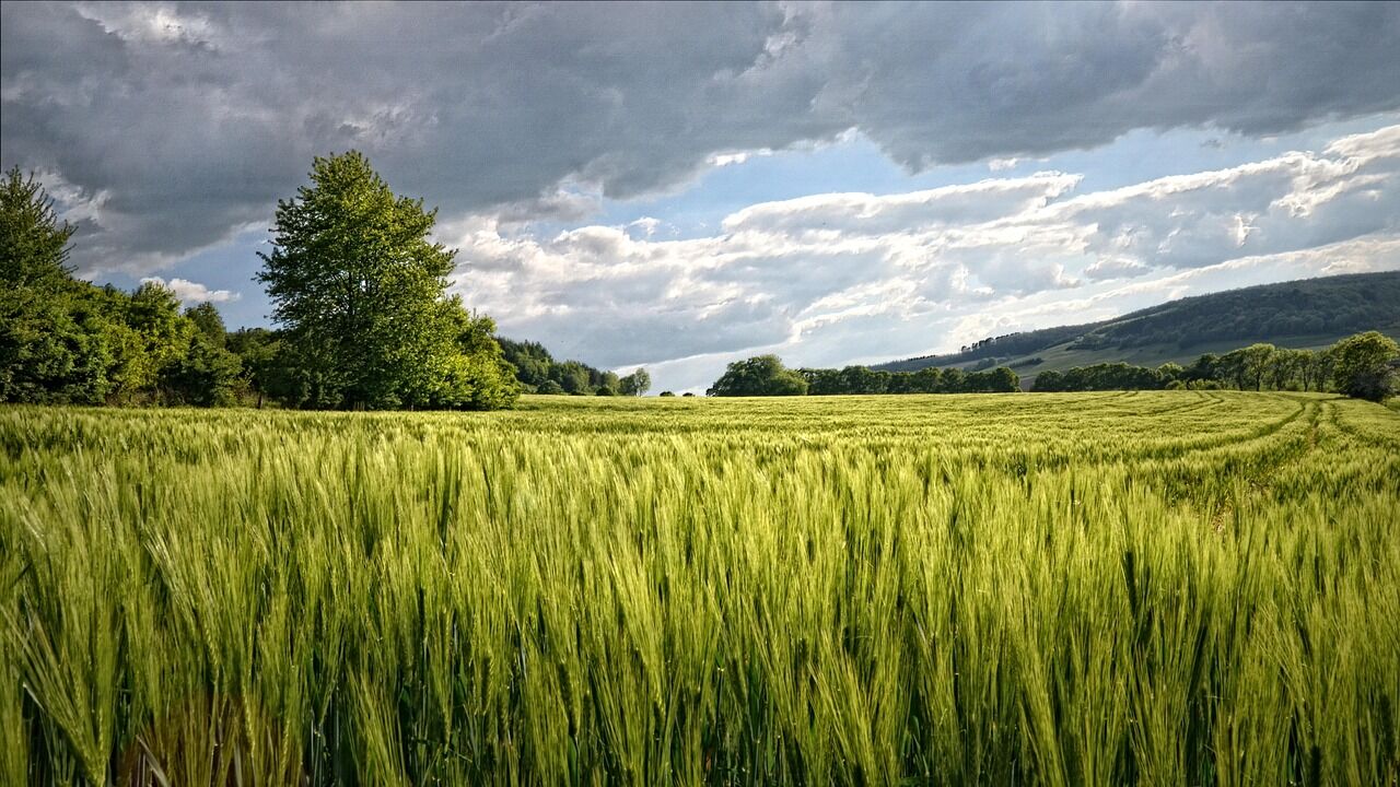 Aydın'ın Pahalı Yerinde Tarım Arazisi Satılacak: Mahkeme Fiyatı Açıkladı