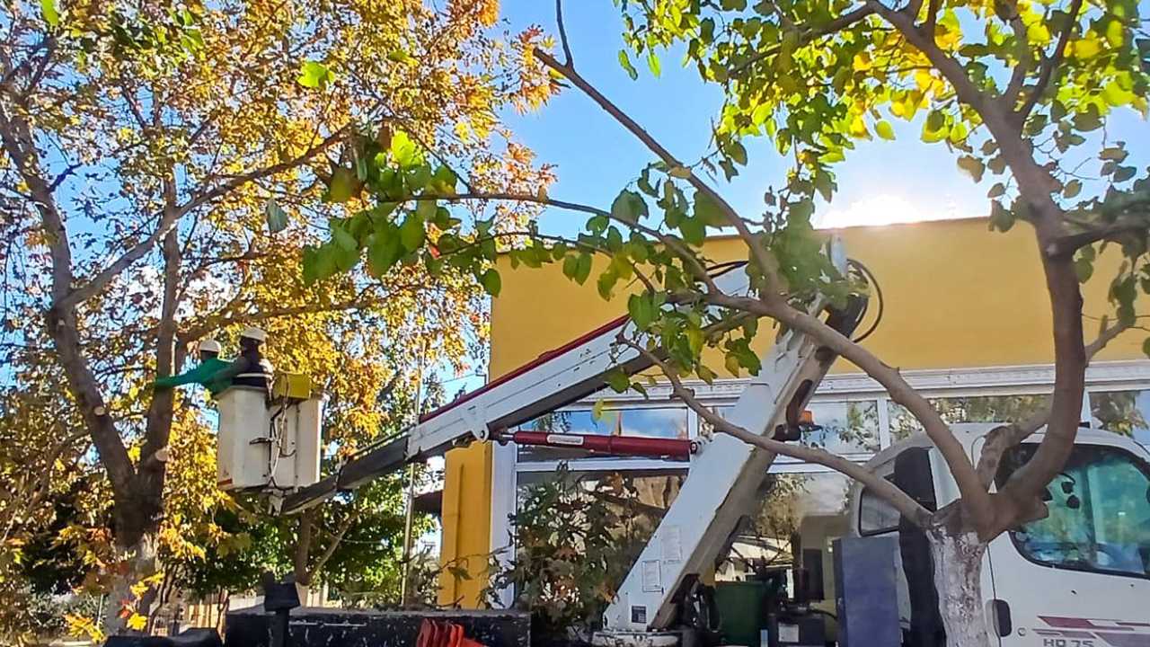 Efeler’de Budama Çalışmaları Hız Kesmiyor