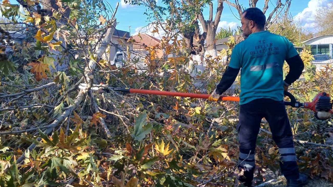 Efeler’de Budama Çalışmaları Hız Kesmiyor2