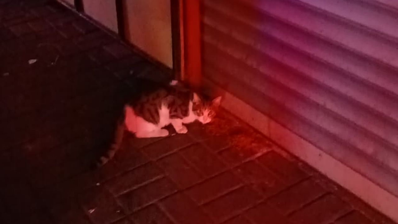 Efeler’de Itfaiye Ve Polis Minik Can Için Seferber Oldu01