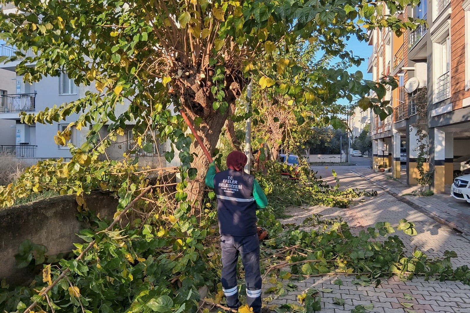 Efeler'in Ağaç Bakım Ve Budama Çalışmaları Sürüyor1