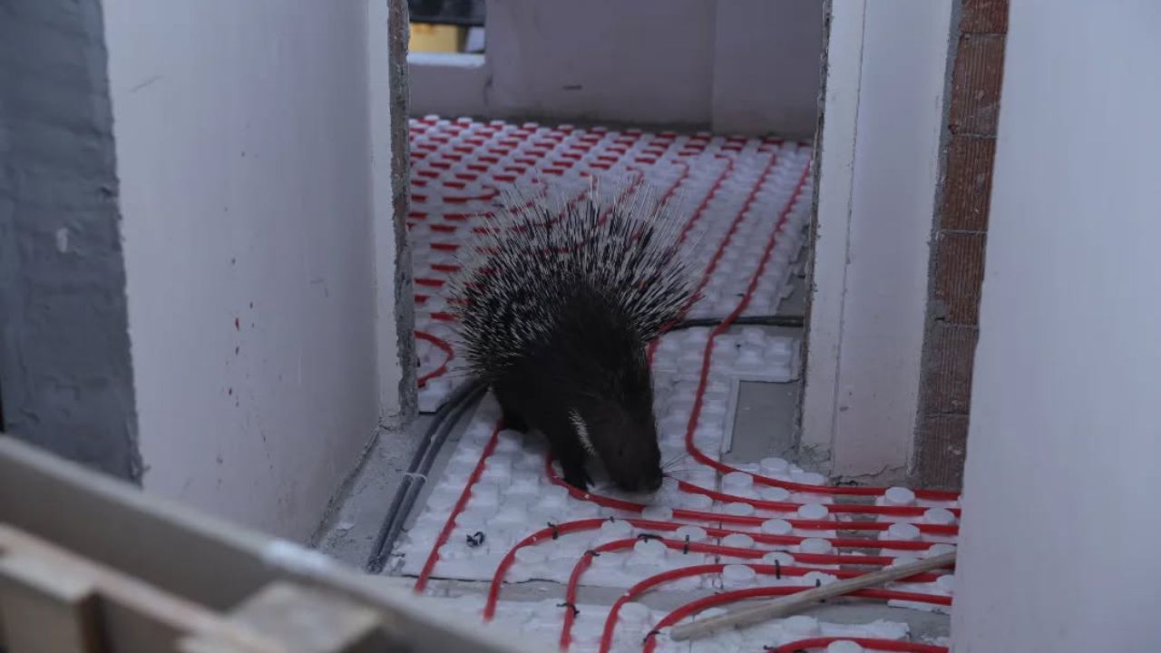 İncirliova’da Nesli Tükenme Tehlikesindeki Oklu Kirpi Doğaya Salındı 2