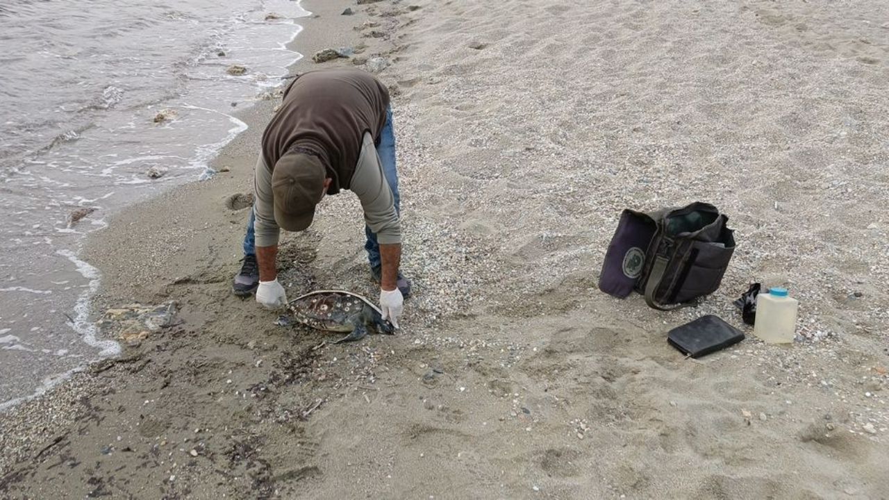 Kuşadası’nda 3 Deniz Kaplumbağası Ölü Bulundu 1