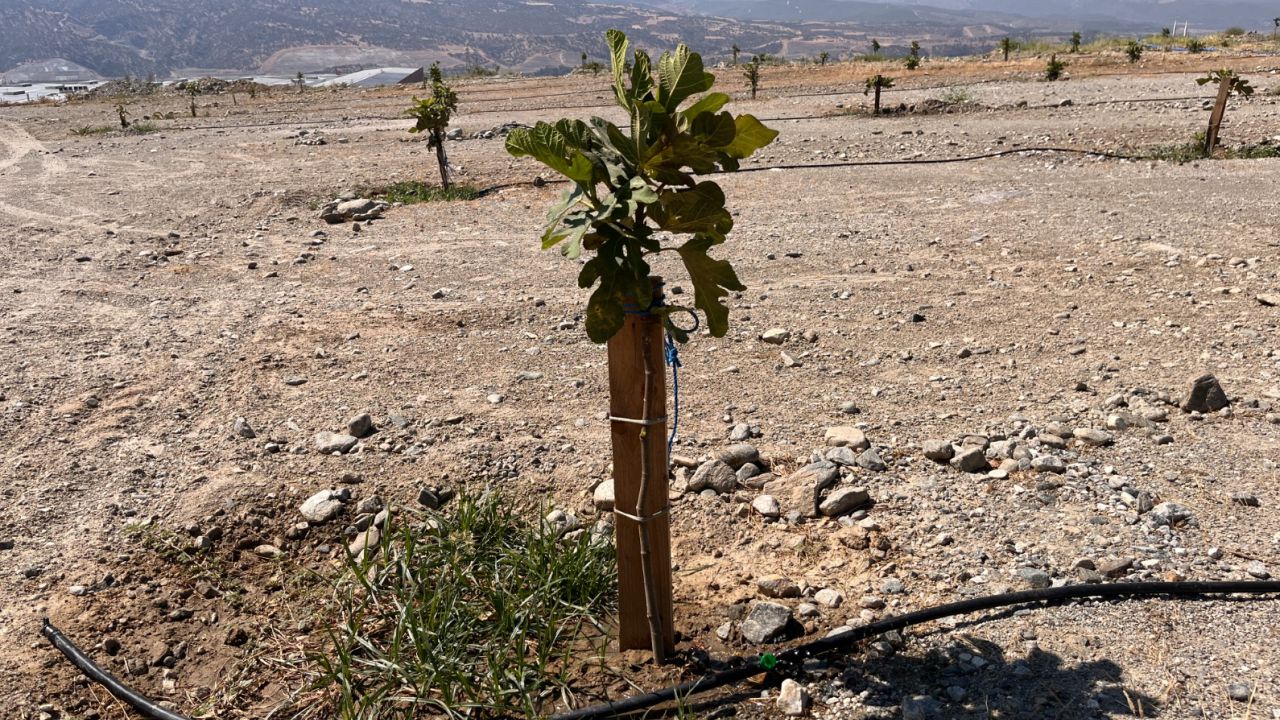 Aydın'da Ilk Olan Üretim Buharkent'te Gerçekleşiyor2