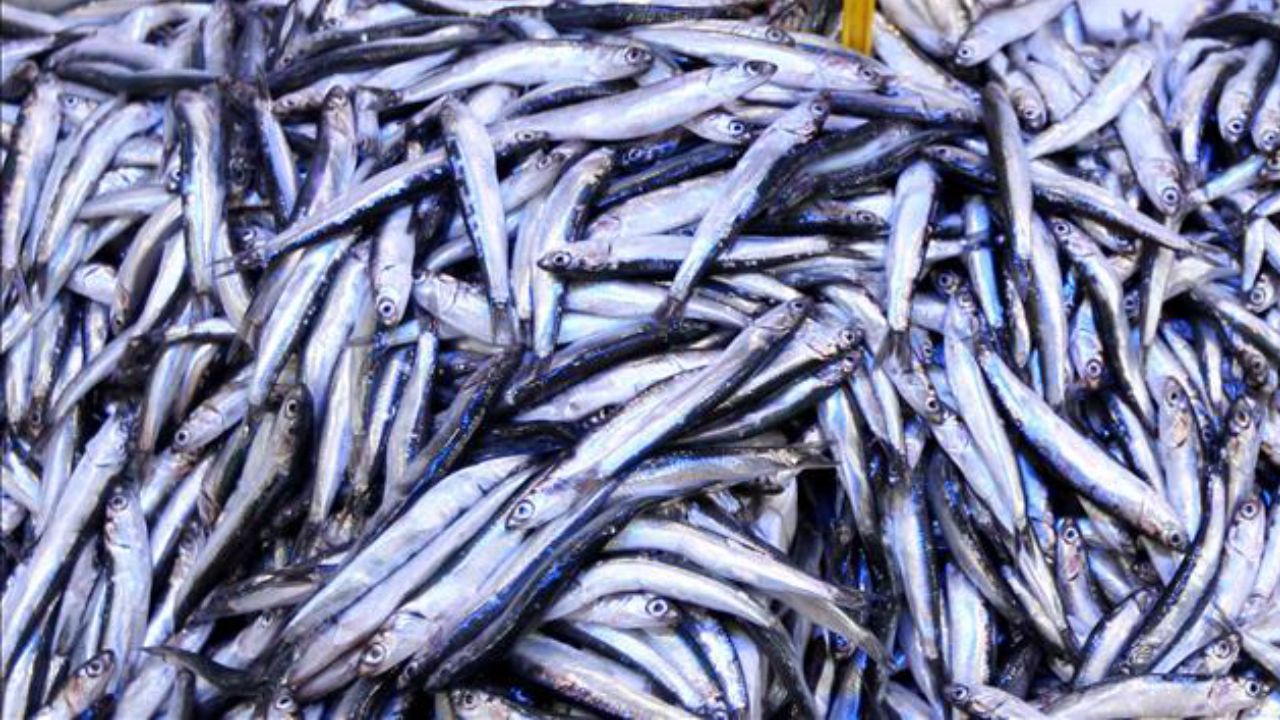 Karadeniz'de Hamsi, Ege'de Sardalya Bereketi