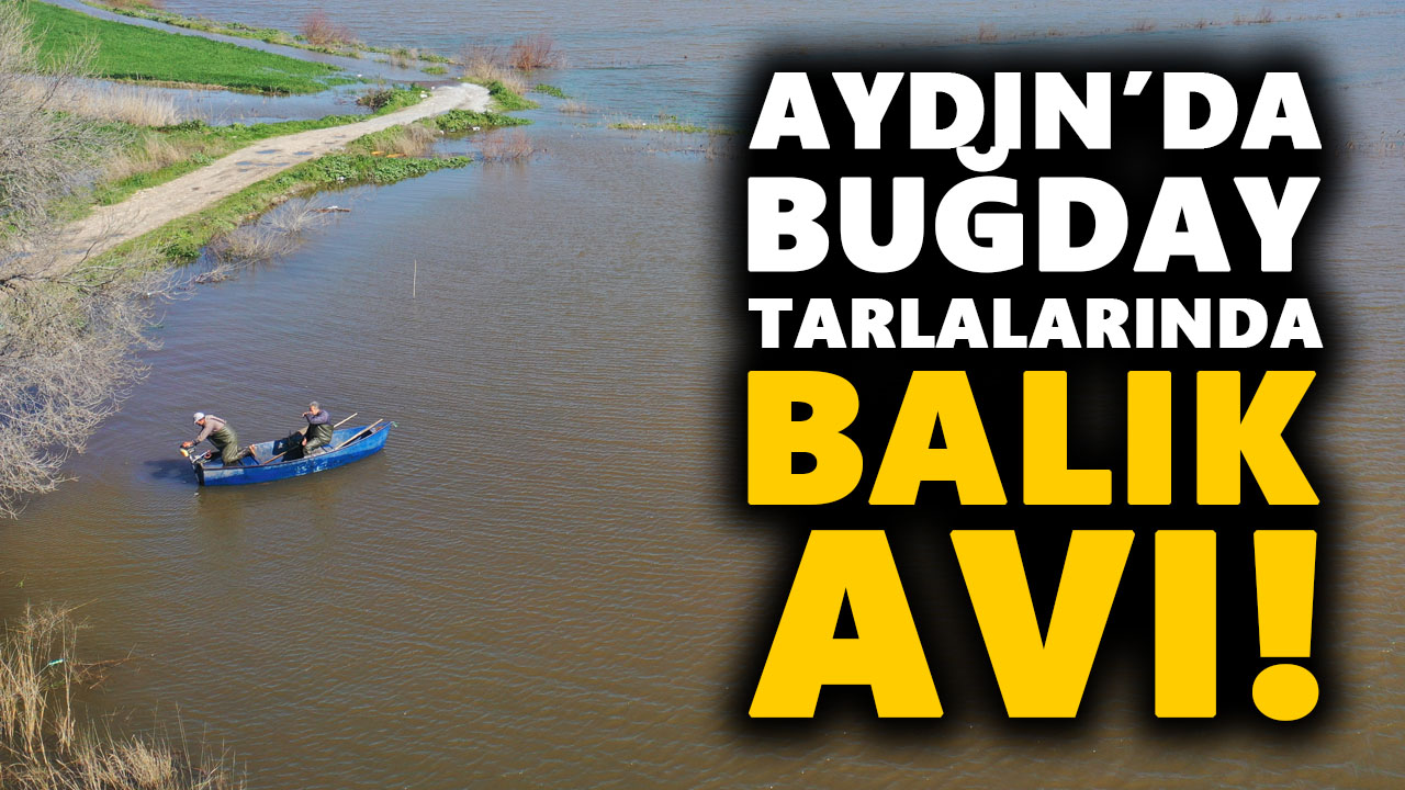 Aydın’da buğday tarlalarında balık avı!
