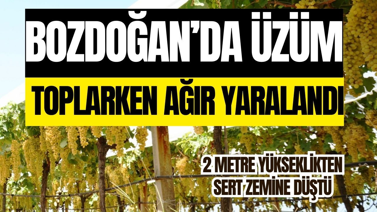 Bozdoğan’da üzüm toplarken ağır yaralandı