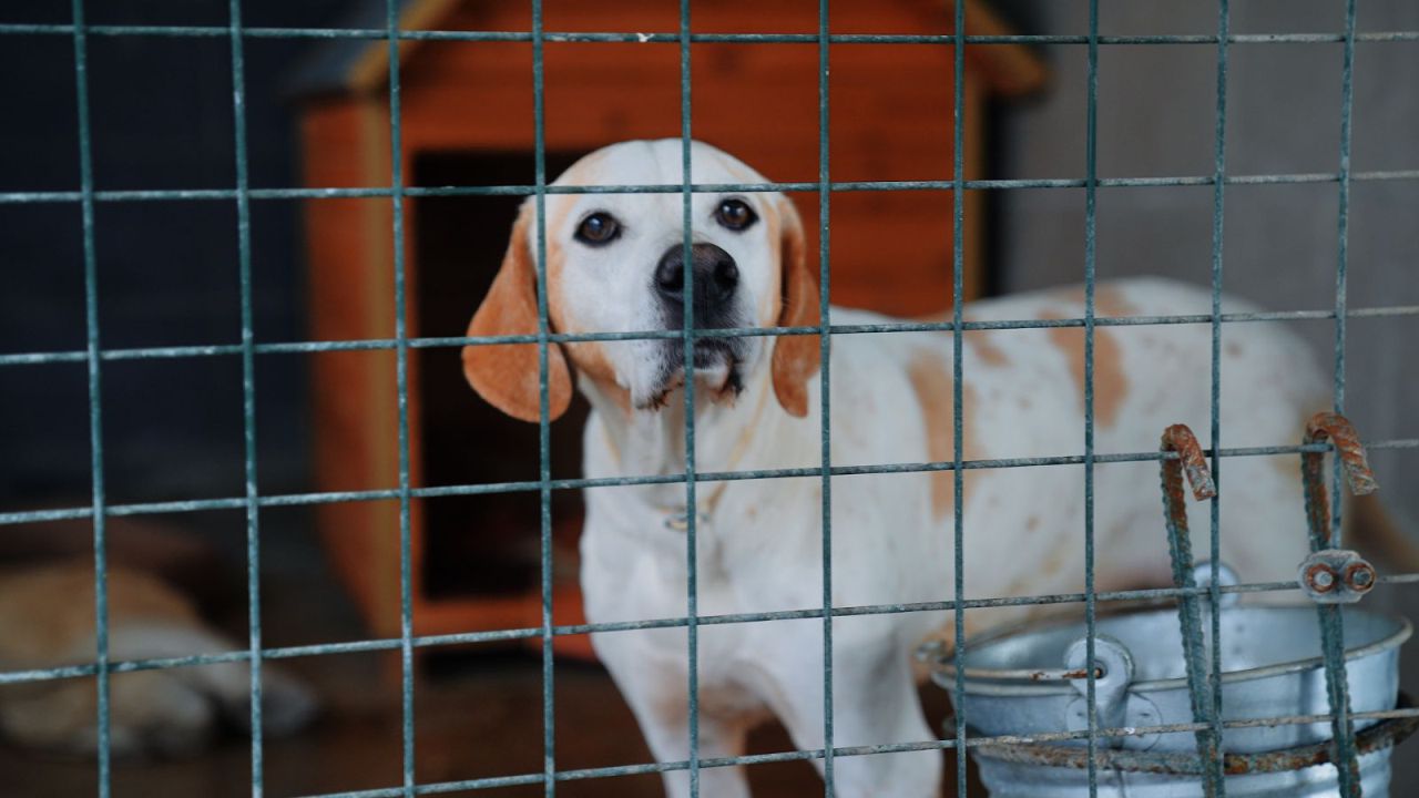 Didim’de Can Dostlar Belediyeye Emanet 1