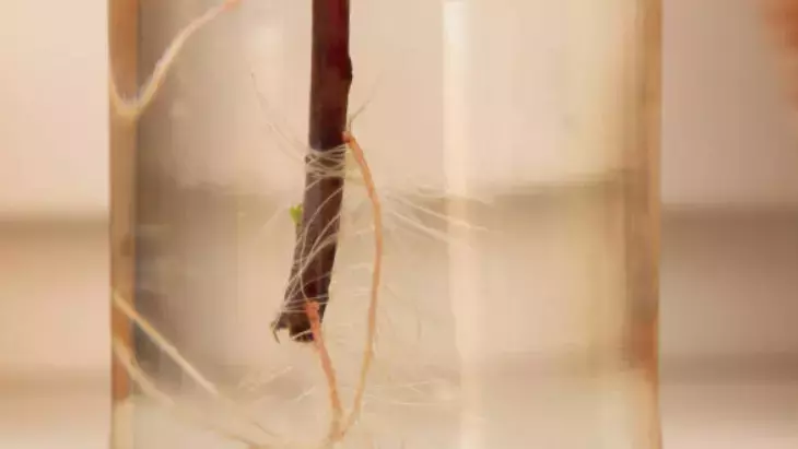 Pazarda kilosu 60 lira olunca herkes evde yetiştirmeye başladı! 1 taneden 10 tane hasat ediliyor