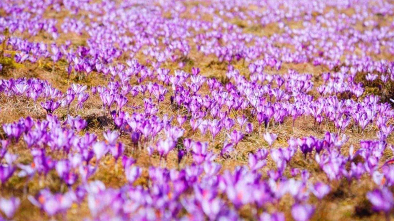 Altından bile daha değerli! 3 kilosu bir daire diyor